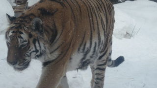 雪原を歩くアムールトラ。やっぱり冬の北海道の動物園の王者といえますね！