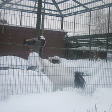 冬のタンチョウさんは絵画を眺めるような美しさを感じます