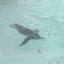 泳ぐペンギンちゃん。