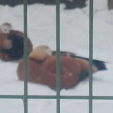 こんな子（アカツクシガモ）達は冬の方が目立つかも？