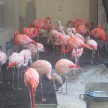 冬場のフラミンゴさん達の様子