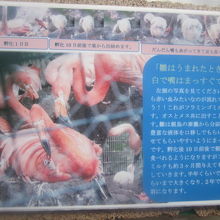 こんな解説も勉強になりますね。