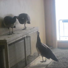 旭山と違って、クジャクさんを冬でも見ることが可能です