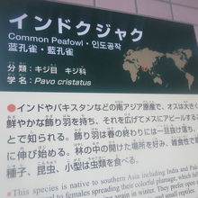 クジャクの解説はこちらで。