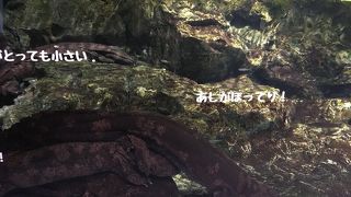 年間パスポート