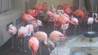 冬場の一番の見所はフラミンゴです