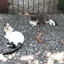 公園には、猫たちが沢山いる場所も