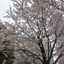 公園の北に咲いていた桜