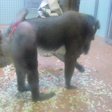 観客への配慮？エサはガラス壁のすぐ手前に用意されます。