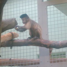 こんな顔の子、人間にもいるよなぁ～( ´∀｀ )。