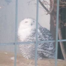 オットリとした姿で佇むフクロウさんの一例