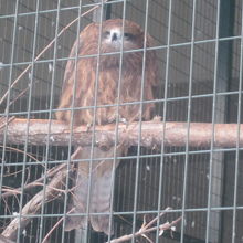 タカさんも夏と比較すると動きは鈍いようで…(;^ω^)。