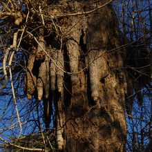 イチョウの乳根