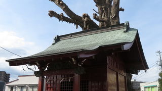 注目すべきは本殿裏の巨木