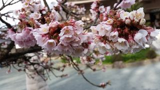 梅と緋寒桜が見頃です