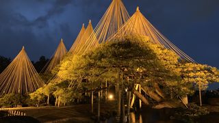 雪吊りとライトアップは見事