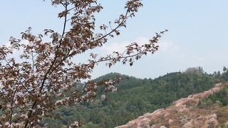 桜の季節