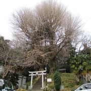 文京区保護樹木の素晴らしいイチョウが２本ある神社です