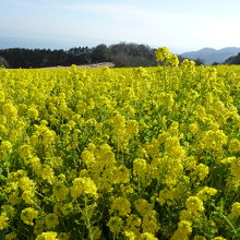 見渡す限りの菜の花の海
