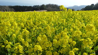 一足早い菜の花が満開