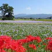 美しい薄紫色の花が一面に