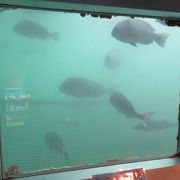 窓の外には野生の魚も！海の上に浮かぶ水族館