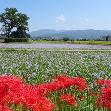 ホテイアオイと彼岸花の共演