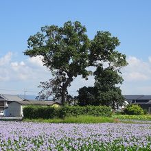 東塔跡（土壇）とホテイアオイ