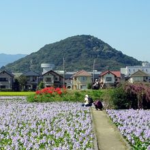 畝傍山と西塔跡（土壇）をバックに