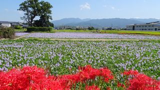 美しい薄紫色の花が一面に