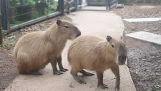 ～植物＆小動物たちに癒されるスポットです～