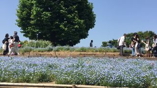 気軽に行ける花の名所