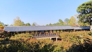 圧巻の紅葉…の前でした