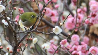 第42回せたがや梅まつりに行って来ました
