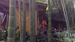 竹を見ながらお抹茶を