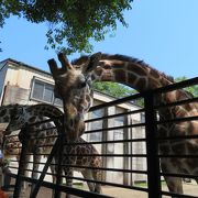 動物との距離がとても近い！