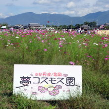 コスモス園