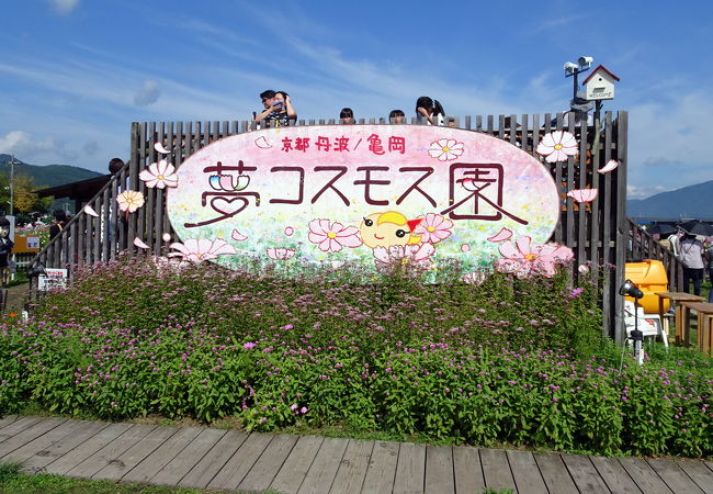 京都丹波 亀岡夢コスモス園 クチコミ アクセス 営業時間 亀岡 フォートラベル