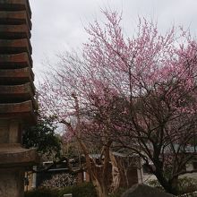 覚園寺に到着、写真撮影はここまで