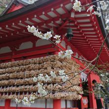 荏柄天神社と梅