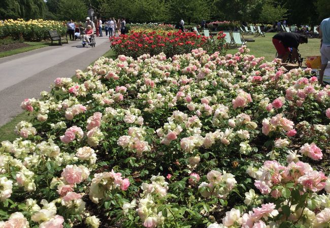 綺麗な薔薇も暑かったのですぐに退散