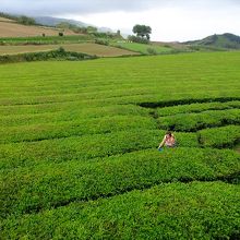 周辺には茶畑が広がっています。