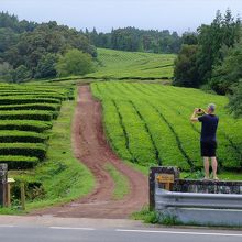 丘の斜面にも作られた茶畑。