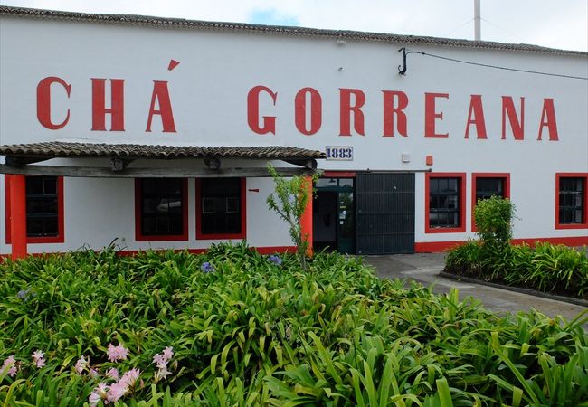 ヨーロッパ最古の茶園があるのはアゾレス諸島のサン・ミゲル島