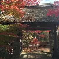 紅葉が綺麗でした