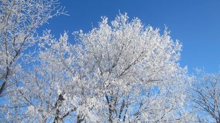 摩周温泉沿いで冬期は霧氷がきれいだった