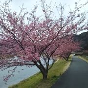 落ち着いて桜が見れる