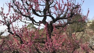 大阪城公園梅園