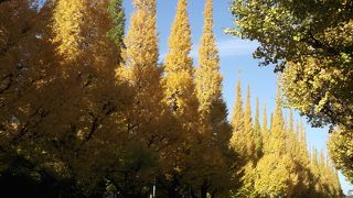 一面黄色に染まるいちょう並木