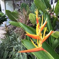 たくさんの植物が手入れされています